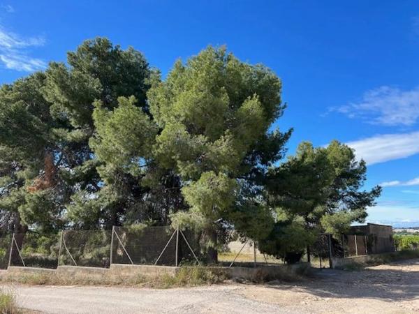 Terreno en Los Pinares-La Masía