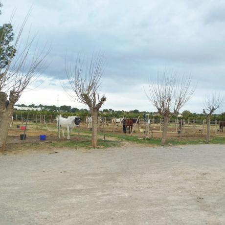 Terreno en camino perla de alcebo s/n