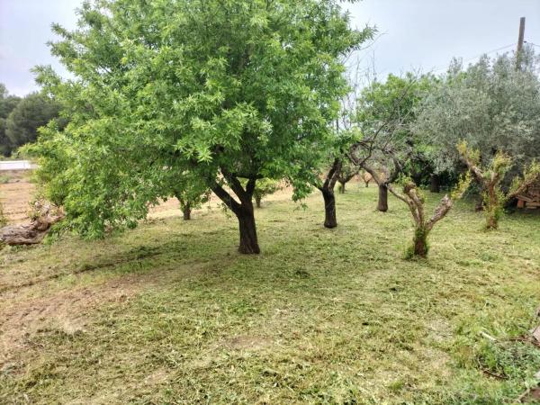 Terreno en calle Rosella, 3