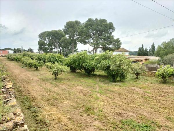 Terreno en calle Rosella, 3