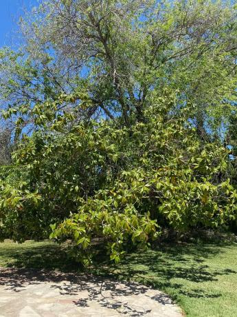 Terreno en calle Naranjo