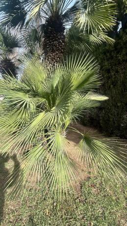 Terreno en calle Naranjo