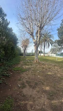 Terreno en calle Naranjo