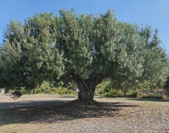 Terreno en calle Morera de Plata