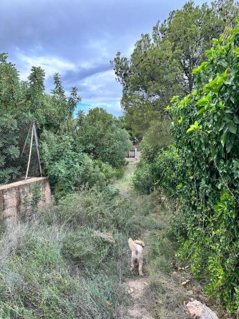 Terreno en Partida de la Lloma de les cloches s/n