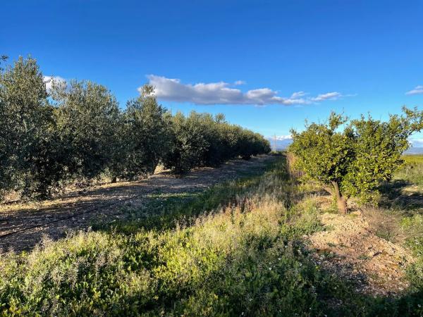 Terreno en plaza Diseminados, 98 a