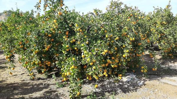 Terreno en via del Turia s/n