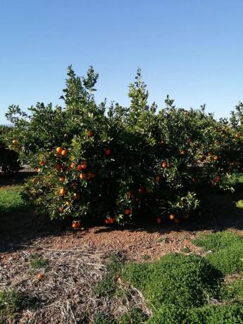 Terreno en via del Turia s/n