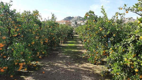 Terreno en via del Turia s/n