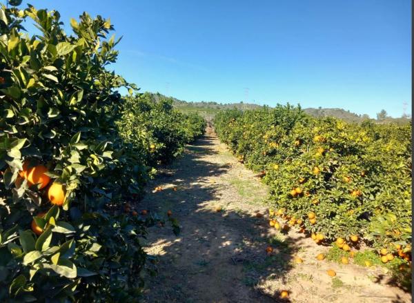 Terreno en Polígono Diseminados s/n