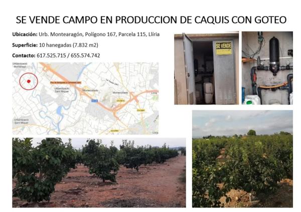 Terreno en Diseminado P166, 62