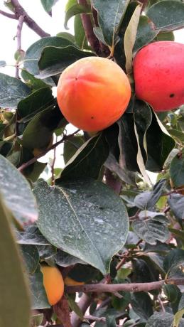 Terreno en Diseminado P166, 62