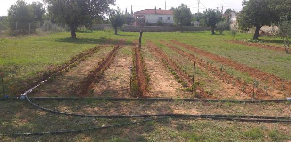 Terreno en plaza de la Pinada, 1