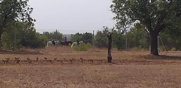 Terreno en plaza de la Pinada, 1