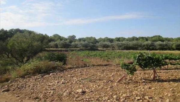 Terreno en camino de Horquera