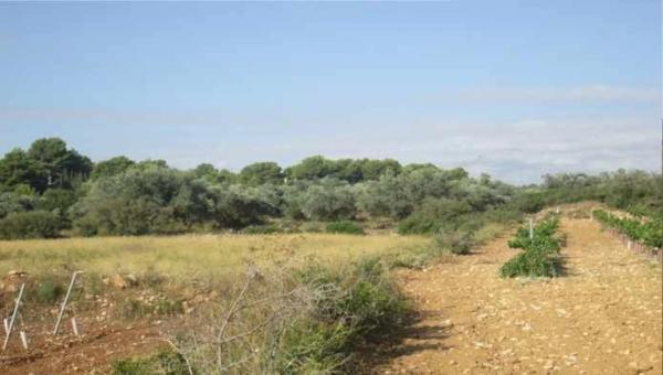 Terreno en camino de Horquera