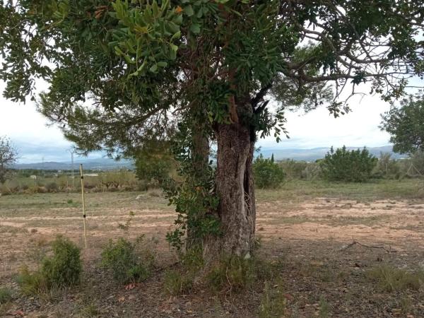 Terreno en Parque de la Bombilla-Pla de Rascanya