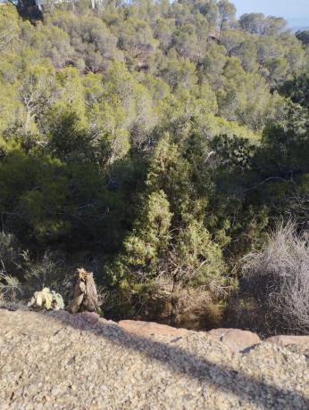 Terreno en Monteamor - La Carrasca - El Peucal