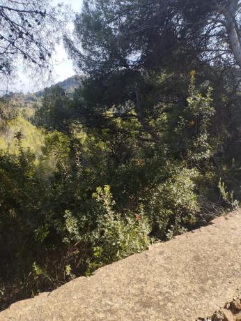 Terreno en Monteamor - La Carrasca - El Peucal