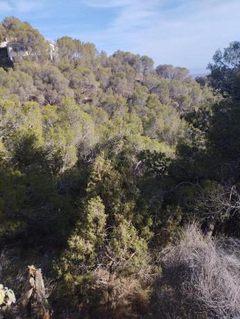 Terreno en Monteamor - La Carrasca - El Peucal