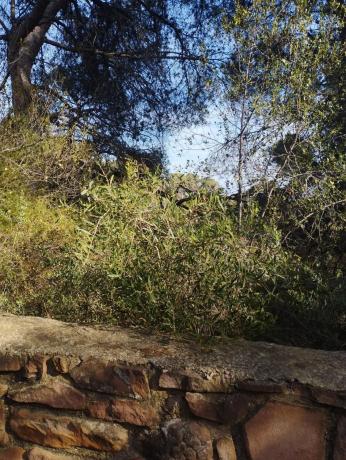 Terreno en Monteamor - La Carrasca - El Peucal