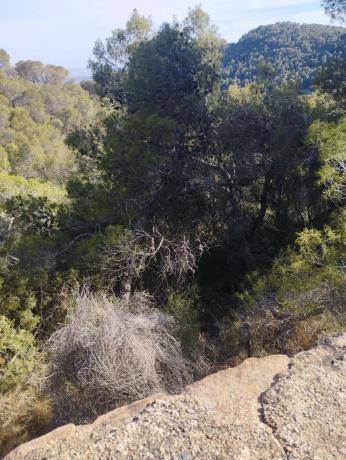 Terreno en Monteamor - La Carrasca - El Peucal