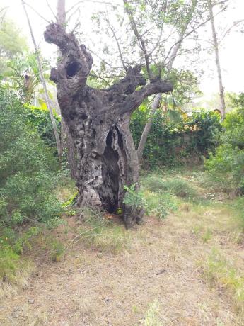 Terreno en Monteamor - La Carrasca - El Peucal