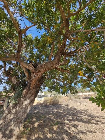 Terreno en partida s/n pladecalvo
