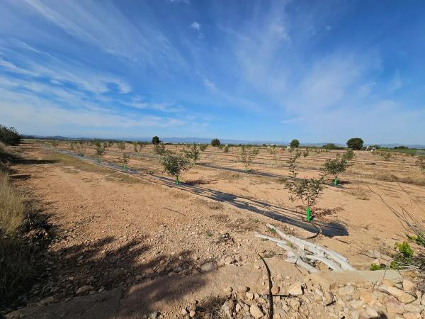 Terreno en partida s/n pladecalvo
