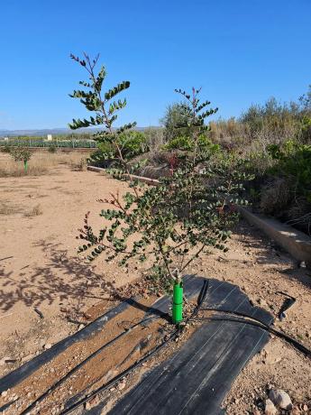 Terreno en partida s/n pladecalvo