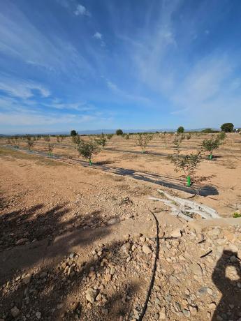 Terreno en partida s/n pladecalvo
