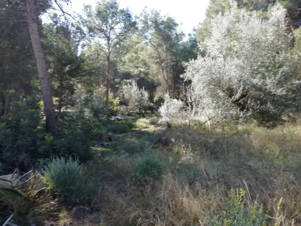 Terreno en calle Nou