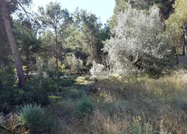 Terreno en calle Nou