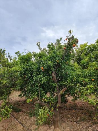 Terreno en Barranc del palmeral s/n