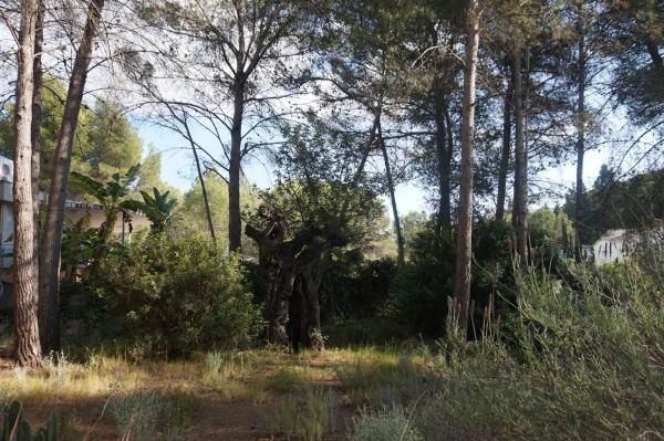 Terreno en Monteamor - La Carrasca - El Peucal