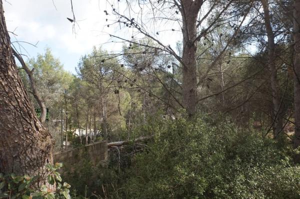 Terreno en Monteamor - La Carrasca - El Peucal