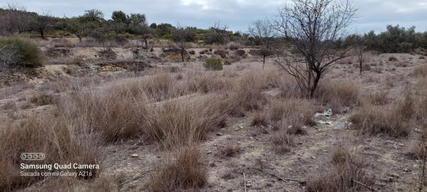 Terreno en Partida corral de rey s/n