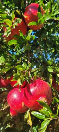 Terreno en plaza Poligono N-40.R