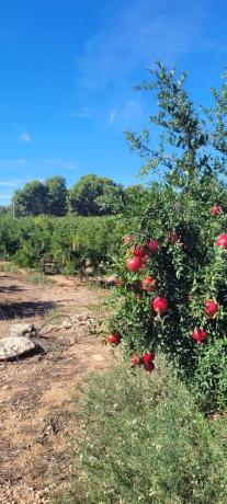 Terreno en plaza Poligono N-40.R