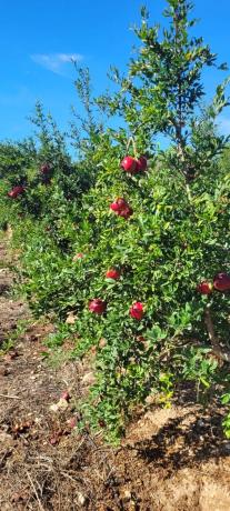 Terreno en plaza Poligono N-40.R