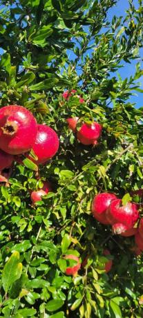 Terreno en plaza Poligono N-40.R