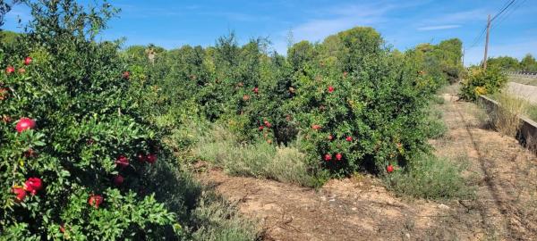 Terreno en plaza Poligono N-40.R
