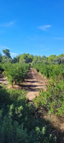 Terreno en plaza Poligono N-40.R
