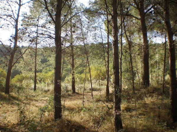 Terreno en camino Portichol s/n