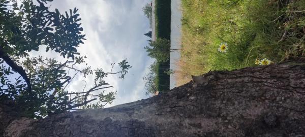 Terreno en travesía del Safareig s/n