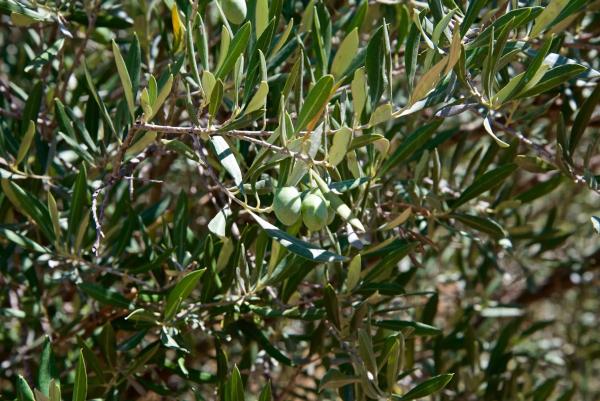 Terreno en Partida Pla de la Torre, km 3