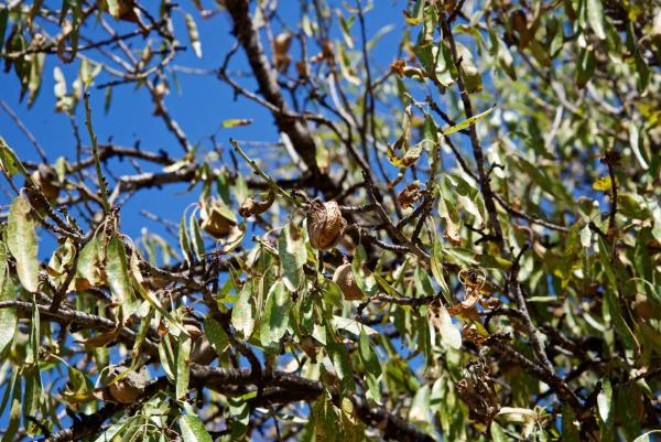 Terreno en Partida Pla de la Torre, km 3