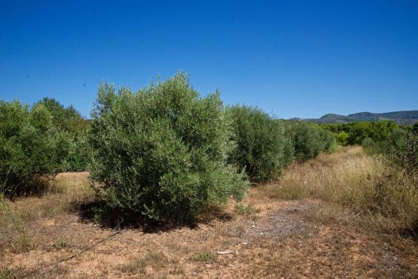 Terreno en Partida Pla de la Torre, km 3