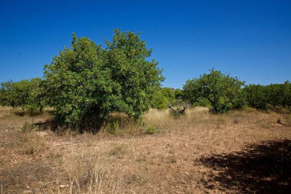 Terreno en Partida Pla de la Torre, km 3
