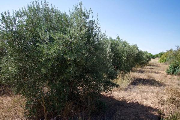 Terreno en Partida Pla de la Torre, km 3